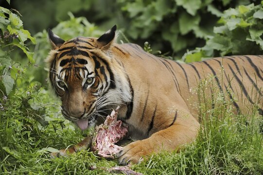 Sumatran tiger (Panthera tigris sumatrae), feeding, captive, occurring on Sumatra, Indonesia