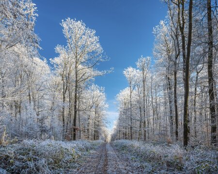 Hiking trail through oak forest with hoarfrost in winter under blue sky, near Luther city Eisleben, Saxony-Anhalt, Germany