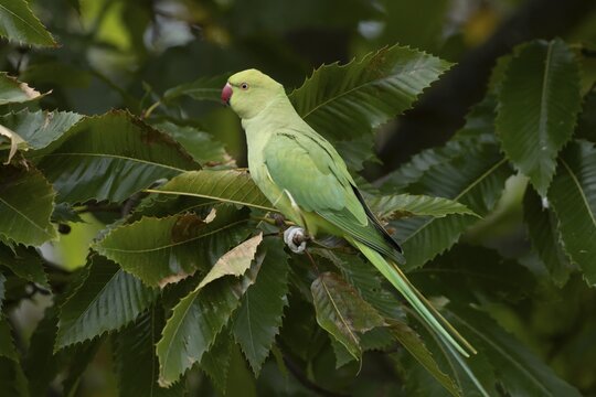 Ring-necked or Rose-ringed parakeet (Psittacula krameri) adult parrot bird feeding in a nut of a Sweet chesnut tree in autumn, England, United Kingdom