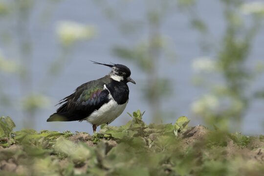 Northern lapwing (Vanellus vanellus) adult wading bird on an scrape island, RSPB Minsmere nature reserve, Suffolk, England, United Kingdom