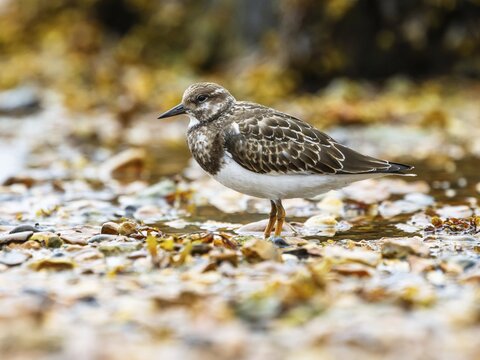 Ruddy Turnstone, Arenaria interpres, United Kingdom