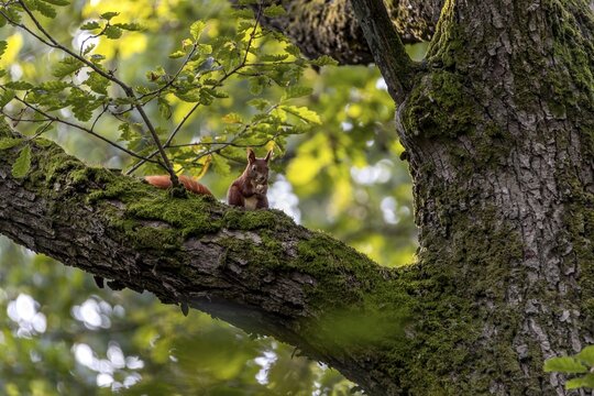 Squirrel (Sciurus vulgaris) eating an acorn on the branch of an oak tree, food, sweet, cute, October, Germany