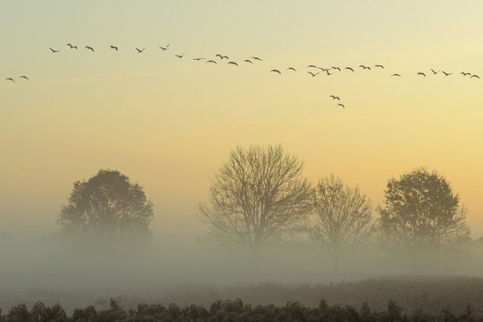 Migrating cranes (grus grus) in autumn over trees in misty landscape, Goldenstedter Moor, bird migration, Oldenburger M&uuml;nsterland, Lower Saxony, Germany