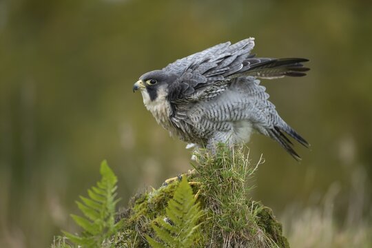 Peregrine falcon (Falco peregrinus) adult bird of prey on a tree stump, Scotland, United Kingdom