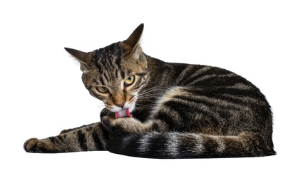 Fototapeta premium Tabby cat licking paw with pink tongue visible