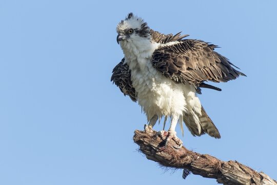 Osprey (Pandion haliaetus carolinensis), Everglades, Florida, USA