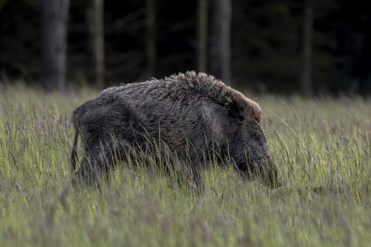 The wild boar boar (Sus scrofa) has taken notice of me and immediately raises its back hair, defensive, irritated, June, Denmark