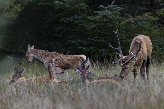 The red deer (Cervus elaphus) uses the pheromones emitted by the females to test their readiness to mate, and is often very considerate in doing so, readiness to mate, mating season, rutting season, September, Denmark