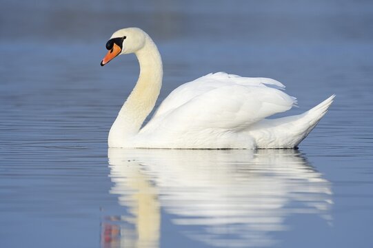 Mute swan (Cygnus olor), North Rhine-Westphalia, Germany