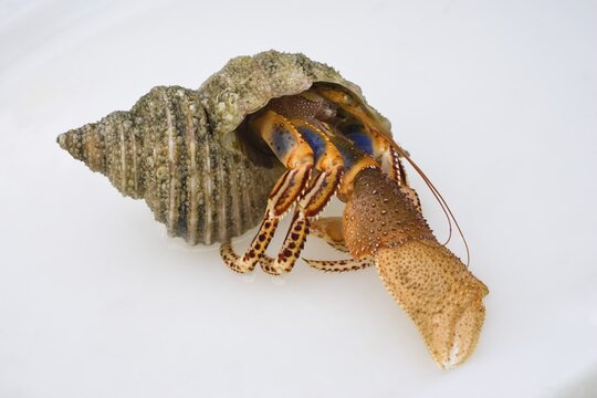 Hermit crab in a shell, Inside Passage, Southeast Alaska, Alaska, USA, North America