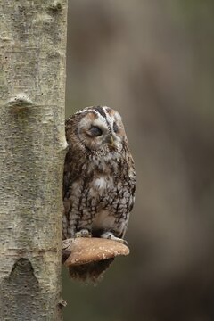 Tawny owl (Strix aluco) adult bird sleeping on a Bracket fungi on a Silver birch tree in a woodland in autumn, England, United Kingdom