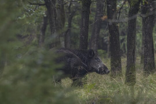 The wild boar (Sus scrofa) does not seem to like the encounter with a wild boar, it will still take a few weeks before it seeks her proximity, mast year, acorn mast, defensive, September, Denmark