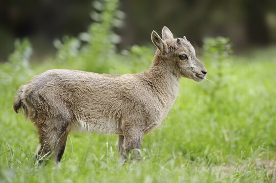 Alpine ibex or alpine ibex (Capra ibex), fawn, Austria
