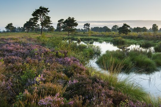 Venner Moor at heather blossom in late summer, Neuenkirchen-V&ouml;rden, Lower Saxony, Germany