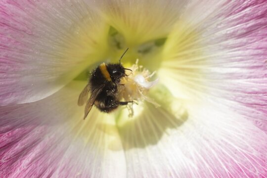 Buff tailed bumble bee (Bombus terrestris) adult feeding on a garden Hollyhock flower, Suffolk, England, United Kingdom