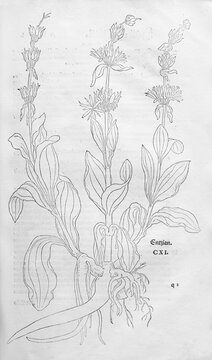 Great yellow gentian (Gentiana lutea), woodcut by Leonhart Fuchs, from New Kre&uuml;terbuch, neues Kr&auml;uterbuch, Michael Isingrin, Basel, Switzerland, 1543