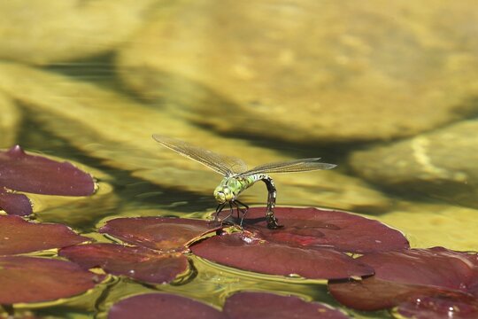 Large damselfly (Anax imperator) Laying eggs on lily pad in water, Allg&auml;u, Bavaria, Germany