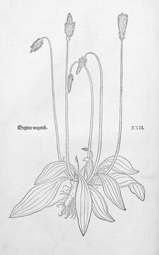 Hoary Plantain (Plantago media), woodcut by Leonhart Fuchs, from New Kre&uuml;terbuch, neues Kr&auml;uterbuch, Michael Isingrin, Basel, Switzerland, 1543