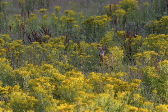 A doe attracts the attention of a roebuck (Capreolus capreolus), dangerous, flower meadow, summer coat, July, Germany