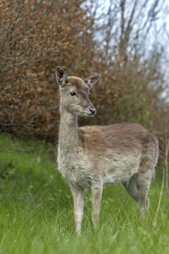 We can only hope that the familiar behaviour of the fallow deer calf (Dama dama) has no negative consequences, sad, sweet, cute, Germany