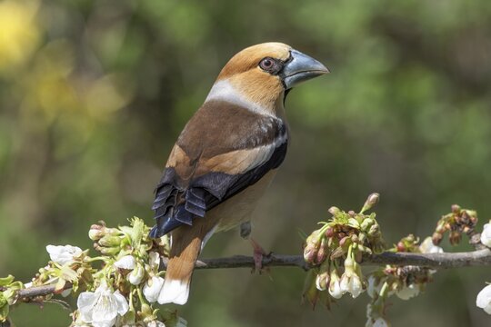 A male hawfinch (Coccothraustes coccothraustes) sitting on the blossoming branch of a cherry tree with blurred background, Baden-W&uuml;rttemberg, Germany