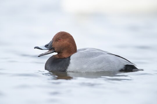 Common pochard (Aythya ferina) adult male duck calling or quacking on a lake, England, United Kingdom