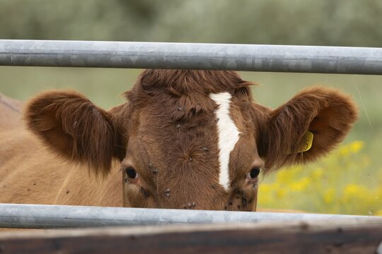 Domestic cattle or cow (Bos taurus) adult farm animal looking through a metal gate, England, United Kingdom
