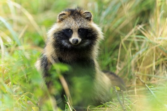 A raccoon dog in an area full of grass, alert and ready to react to its environment, raccoon dog, (Nyctereutes procyonoides), wildlife, Western Pomerania Lagoon Area National Park, Zingst, Mecklenburg-Western Pomerania, Germany