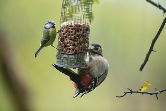 Great spotted woodpecker (Dendrocopos major) and Blue tit (Cyanistes caeruleus) adult birds on a garden peanut bird feeder, England, United Kingdom