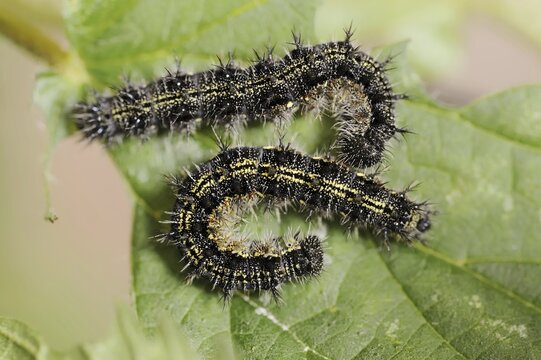 Small tortoiseshell (Nymphalis urticae, Aglais urticae), caterpillars, North Rhine-Westphalia, Germany