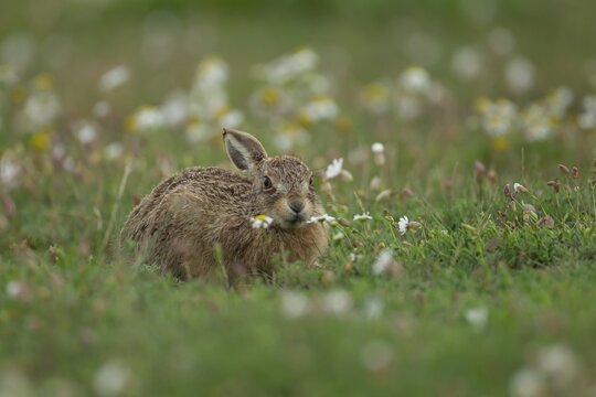 European brown hare (Lepus europaeus) juvenile baby leveret animal feeding amongst wildflowers in summer, Suffolk, England, United Kingdom