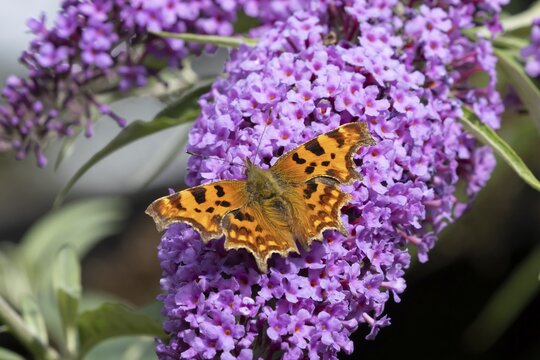Comma butterfly (Polygonia c-album) adult insect feeding on a garden purple Buddleia or Buddleja flowers in summer, RSPB Minsmere nature reserve, Suffolk, England, United Kingdom