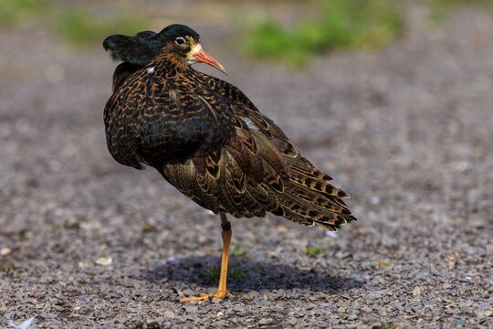 Bird with brown plumage on gravel, showing dorsal view, Ruff (Calidris pugnax, Syn.: Philomachus pugnax), France