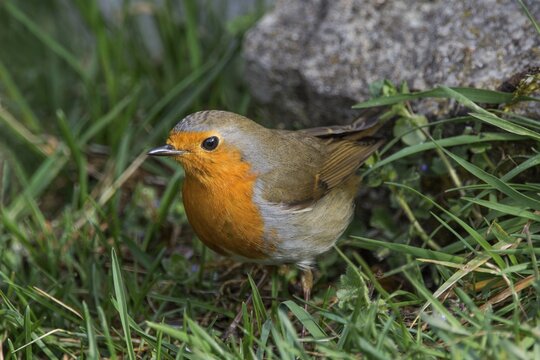 A robin (Erithacus rubecula) foraging in the grass near a stone in a natural environment, Baden-W&uuml;rttemberg, Germany