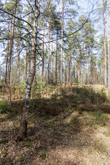 Obraz premium Young Birch Tree in Sunny Pine Forest