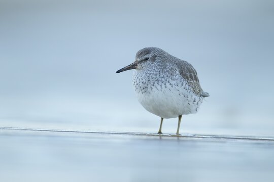 Red knot (Calidris canutus) adult wading bird in winter plumage on a coast shoreline, England, United Kingdom