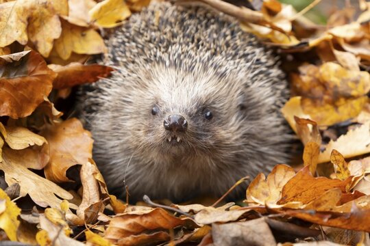 European hedgehog (Erinaceus europaeus) adult animal amongst fallen autumn leaves, England, United Kingdom