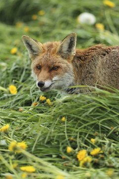 Red fox (Vulpes vulpes) in dandelion meadow (Taraxacum sect. Ruderalia) Allg&auml;u, Bavaria, Germany, Allg&auml;u, Bavaria, Germany