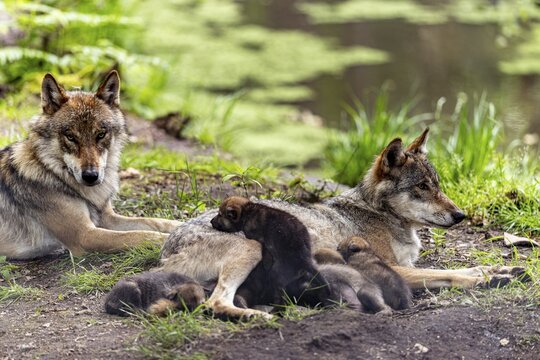 A pack of wolves rests in a green environment, the pups cuddle up to their mother, European grey gray wolf (Canis lupus)