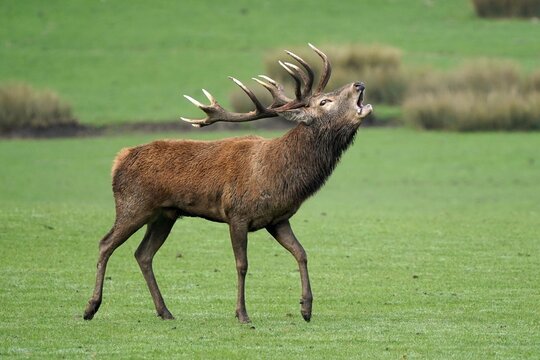 Red deer (Cervus elaphus), stag roaring during the rut, captive