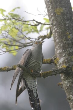 Cuckoo (Cuculus canorus) on young oak (Quercus), Allg&auml;u, Bavaria, Germany