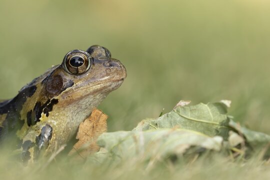 Common frog (Rana temporaria) adult amphibian on grass of a garden lawn, England, United Kingdom