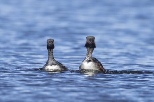 Black necked grebe (Podiceps nigricollis) two adult birds in breeding plumage swimming parallel with each other as part of their courtship display on a lake, Yorkshire, England, United Kingdom