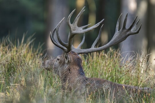 Red deer (Cervus elaphus) lying on a forest meadow, strong antlers, captive, Germany