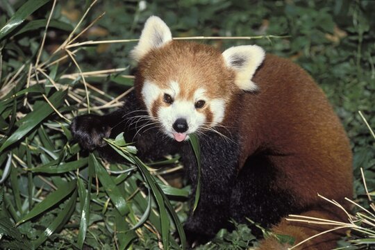 Red Panda (Ailurus fulgens) feeding on bamboo, China, Asia