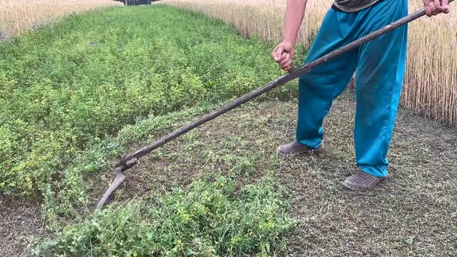 Man mowing grass with a sickle near a wheat field on a sunny summer day