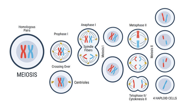 Meiosis Process Diagram: Cell Division, Genetics, Chromosomes, DNA Replication