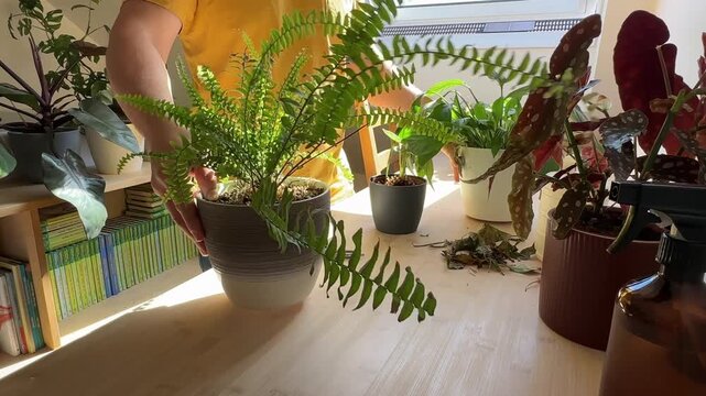 Man taking care of indoor plants at home