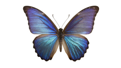 Blue Morpho Butterfly with Iridescent Wings © Natalia