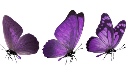 Three purple butterflies with detailed wings and antennae © Natalia